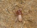 Mesiotelus sp.